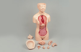 人体解剖モデル“タッチゃんⅡ”